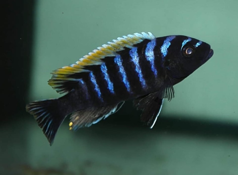 Cynotilapia zebroides 'Puulu Island'
